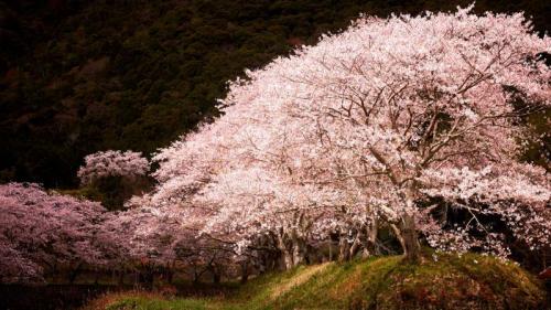 ｢水辺の桜｣兵庫 (© Seiji NAKAI/Getty Images) Bing Everyday Wallpaper 2018-03-26
/tmp/UploadBetawsmaSi [Bing Everyday Wall Paper 2018-03-26] url = http://www.bing.com/az/hprichbg/rb/SakuraSpotlight_JA-JP8876258524_1920x1080.jpg

File Size (KB): 314.21 KB
Last Modified: November 26 2021 18:35:19

