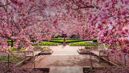 国家广场内盛开的樱花，美国华盛顿哥伦比亚特区 (© Sean Pavone/Alamy) Bing Everyday Wallpaper 2018-03-31
/tmp/UploadBetaVsIgHY [Bing Everyday Wall Paper 2018-03-31] url = http://www.bing.com/az/hprichbg/rb/NationalSpring_ZH-CN12829622213_1920x1080.jpg

File Size (KB): 332.06 KB
Last Modified: November 26 2021 18:35:22
