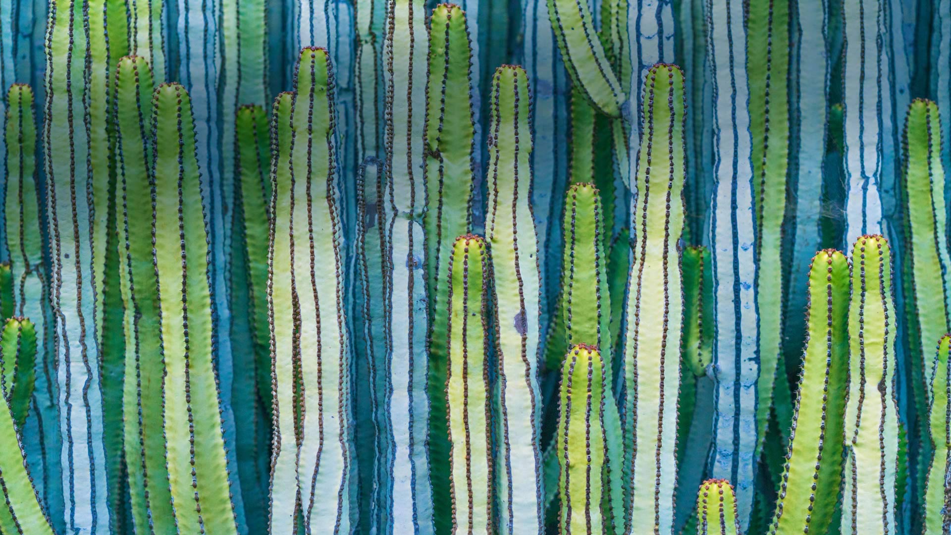 武伦柱 (© Ed Reardon/Alamy) Bing Everyday Wallpaper 2018-04-04, XzXZWj [Bing Everyday Wall Paper 2018-04-04] url = http://www.bing.com/az/hprichbg/rb/CardonCactus_ZH-CN11100360493_1920x1080.jpg