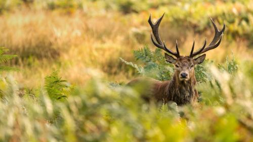A red deer in Richmond Park, London (© Mark Bridger/Alamy) Bing Everyday Wallpaper 2018-04-10
/tmp/UploadBetadOz2gO [Bing Everyday Wall Paper 2018-04-10] url = http://www.bing.com/az/hprichbg/rb/RedDeerStag_EN-GB8894229849_1920x1080.jpg

File Size (KB): 329.53 KB
Last Modified: November 26 2021 18:34:37
