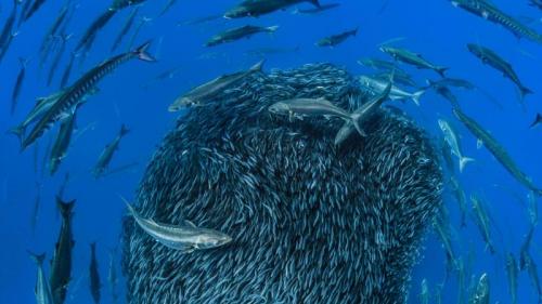 Europäische Barrakudas und Blaufische umkreisen einen Schwarm Bastardmakrelen vor der Küste der Formigas, Azoren (© Jordi Chias/Minden Pictures) Bing Everyday Wallpaper 2018-04-27
/tmp/UploadBetaV1VBk2 [Bing Everyday Wall Paper 2018-04-27] url = http://www.bing.com/az/hprichbg/rb/EuropeanBarracuda_DE-DE14372678414_1920x1080.jpg

File Size (KB): 321.47 KB
Last Modified: November 26 2021 18:34:39
