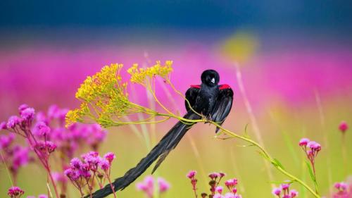 利特弗雷自然保护区内的雄性长尾巧织雀，南非 (© Richard Du Toit/Getty Images) Bing Everyday Wallpaper 2018-05-09
/tmp/UploadBetakQ9gbT [Bing Everyday Wall Paper 2018-05-09] url = http://www.bing.com/az/hprichbg/rb/LongtailedWidowbird_ZH-CN7843068065_1920x1080.jpg

File Size (KB): 316.16 KB
Last Modified: November 26 2021 18:35:05
