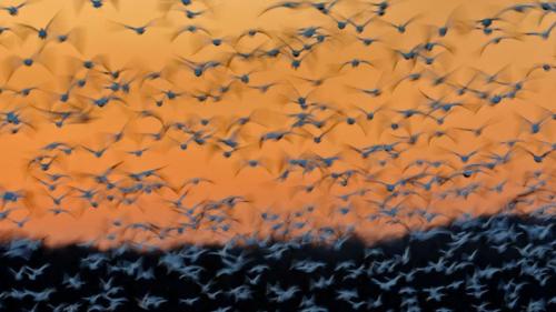 蒙特苏马国家野生动物保护区里的雪雁，美国纽约州 (© Gerrit Vyn/Minden Pictures) Bing Everyday Wallpaper 2018-05-12
/tmp/UploadBeta5InnNt [Bing Everyday Wall Paper 2018-05-12] url = http://www.bing.com/az/hprichbg/rb/MontezumaSnowGeese_ZH-CN9467663976_1920x1080.jpg

File Size (KB): 288.92 KB
Last Modified: November 26 2021 18:35:01
