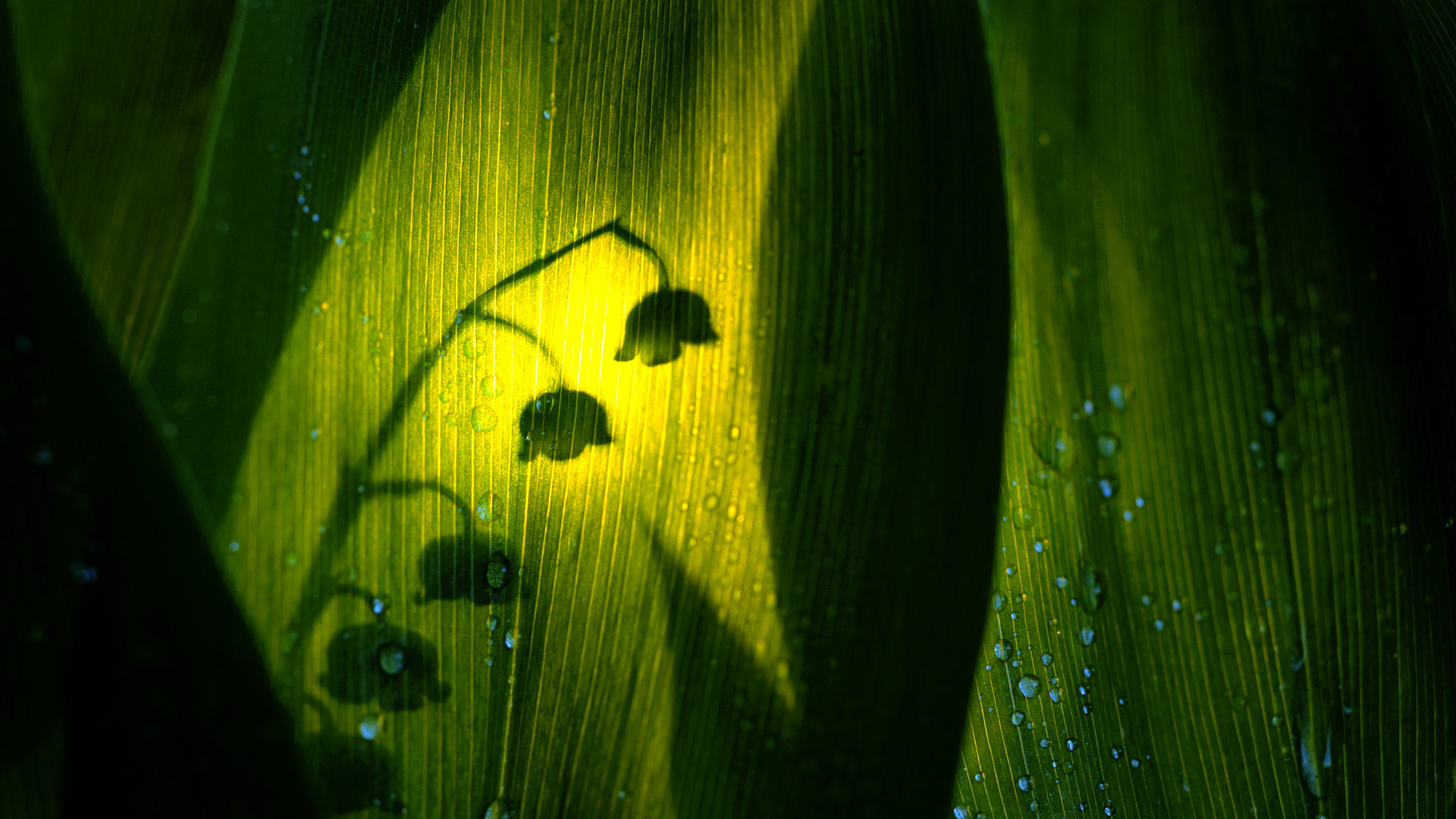Silhouette of lily of the valley bloom (© Roine Magnusson/Getty Images) Bing Everyday Wallpaper 2018-05-15, v0VQB2 [Bing Everyday Wall Paper 2018-05-15] url = http://www.bing.com/az/hprichbg/rb/SilhouetteOfLily_ROW9760889677_1920x1080.jpg