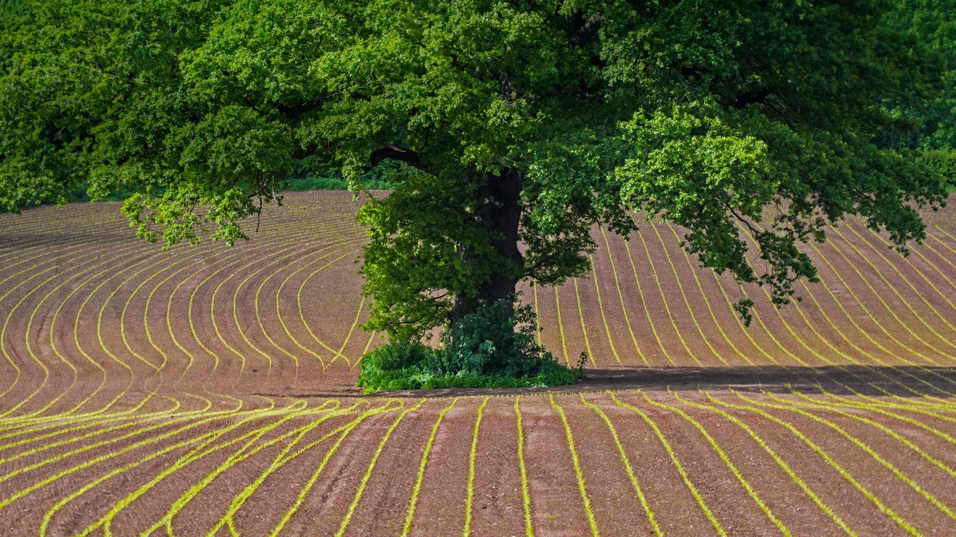 蒙茅斯郡田地上的英国橡树，英国威尔士 (© Phil Savoie/Minden Pictures) Bing Everyday Wallpaper 2018-05-16, 9xfVO6 [Bing Everyday Wall Paper 2018-05-16] url = http://www.bing.com/az/hprichbg/rb/OakTreeMaize_ZH-CN10523296117_1920x1080.jpg