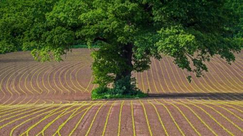 蒙茅斯郡田地上的英国橡树，英国威尔士 (© Phil Savoie/Minden Pictures) Bing Everyday Wallpaper 2018-05-16
/tmp/UploadBeta9xfVO6 [Bing Everyday Wall Paper 2018-05-16] url = http://www.bing.com/az/hprichbg/rb/OakTreeMaize_ZH-CN10523296117_1920x1080.jpg

File Size (KB): 331.89 KB
Last Modified: November 26 2021 18:35:00
