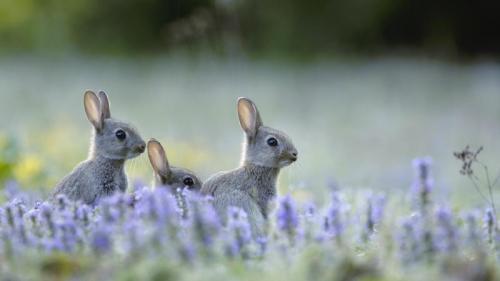 ｢アナウサギの子どもたち｣フランス (© Remy Courseaux/Minden Pictures) Bing Everyday Wallpaper 2018-05-23
/tmp/UploadBeta8YkBs8 [Bing Everyday Wall Paper 2018-05-23] url = http://www.bing.com/az/hprichbg/rb/EuropeanRabbits2_JA-JP5964678084_1920x1080.jpg

File Size (KB): 326.33 KB
Last Modified: November 26 2021 18:35:05
