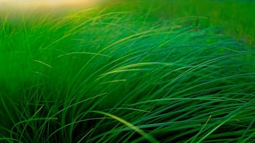 湖边的草地，美国明尼苏达州 (© Jim Brandenburg/Minden Pictures) Bing Everyday Wallpaper 2018-05-31
/tmp/UploadBeta95Kitl [Bing Everyday Wall Paper 2018-05-31] url = http://www.bing.com/az/hprichbg/rb/MooseLakeGrass_ZH-CN12424437234_1920x1080.jpg

File Size (KB): 298.86 KB
Last Modified: November 26 2021 18:35:06
