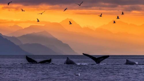 Eine Herde Buckelwale im Lynn Canal in der Inside Passage, einem Seeweg in Alaska, USA (© John Hyde/plainpicture) Bing Everyday Wallpaper 2018-06-06
/tmp/UploadBetatyR2oM [Bing Everyday Wall Paper 2018-06-06] url = http://www.bing.com/az/hprichbg/rb/WhalePod_DE-DE8062526731_1920x1080.jpg

File Size (KB): 238.44 KB
Last Modified: November 26 2021 18:35:56
