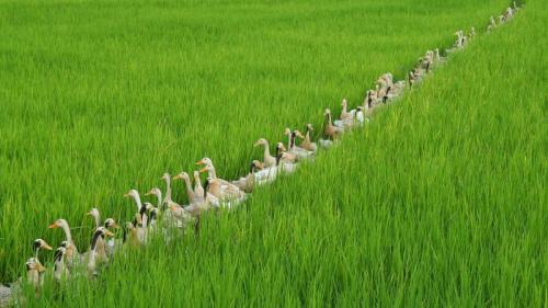 ｢田んぼの中のアイガモ｣インドネシア, バリ島 (© Gualtiero Boffi/Shutterstock) Bing Everyday Wallpaper 2018-06-06
/tmp/UploadBetatPuj02 [Bing Everyday Wall Paper 2018-06-06] url = http://www.bing.com/az/hprichbg/rb/Duck_JA-JP7283979946_1920x1080.jpg

File Size (KB): 314.72 KB
Last Modified: November 26 2021 18:35:56
