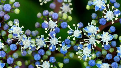Hydrangea (© Tetsuya Tanooka/AFLO/age fotostock) Bing Everyday Wallpaper 2018-06-10
/tmp/UploadBetaML7yWi [Bing Everyday Wall Paper 2018-06-10] url = http://www.bing.com/az/hprichbg/rb/Nyubai_ROW11154199893_1920x1080.jpg

File Size (KB): 227.35 KB
Last Modified: November 26 2021 18:35:54

