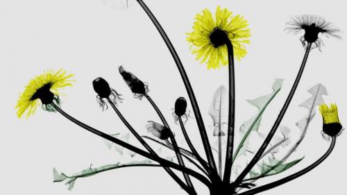 蒲公英花的彩色X射线 (© Arie van 't Riet/Science Photo Library) Bing Everyday Wallpaper 2018-06-13
/tmp/UploadBeta1VkSXT [Bing Everyday Wall Paper 2018-06-13] url = http://www.bing.com/az/hprichbg/rb/DandelionXray_ZH-CN10220788253_1920x1080.jpg

File Size (KB): 217.17 KB
Last Modified: November 26 2021 18:35:52
