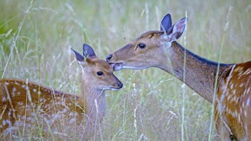 Sika deer with fawn, Haute Saone, France (© Morales/age fotostock) Bing Everyday Wallpaper 2018-06-22
/tmp/UploadBetaQ7DBPL [Bing Everyday Wall Paper 2018-06-22] url = http://www.bing.com/az/hprichbg/rb/SikaDeerFemale_ROW12523964188_1920x1080.jpg

File Size (KB): 327.99 KB
Last Modified: November 26 2021 18:35:52
