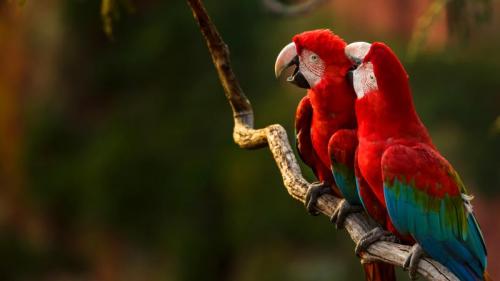 Pair of red-and-green macaws perching on a tree branch, Buraco das Araras, Mato Grosso do Sul, Brazil (© Edson Vandeira/Getty Images) Bing Everyday Wallpaper 2018-07-10
/tmp/UploadBetaDDc2wk [Bing Everyday Wall Paper 2018-07-10] url = http://www.bing.com/az/hprichbg/rb/MacawsKissing_ROW11419590512_1920x1080.jpg

File Size (KB): 320.9 KB
Last Modified: November 26 2021 18:35:12
