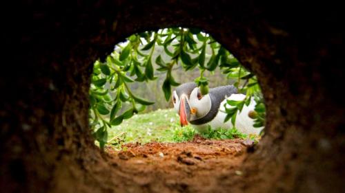An Atlantic puffin inspects a nesting burrow on Skomer Island, Wales (© Danny Green/Minden Pictures) Bing Everyday Wallpaper 2018-07-11
/tmp/UploadBetaj1fKWQ [Bing Everyday Wall Paper 2018-07-11] url = http://www.bing.com/az/hprichbg/rb/PuffinWales_EN-GB12757555133_1920x1080.jpg

File Size (KB): 326.01 KB
Last Modified: November 26 2021 18:35:12
