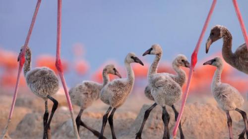 生物圈保护区里的美洲红鹳宝宝们，墨西哥尤卡坦半岛 (© Claudio Contreras/Minden Pictures) Bing Everyday Wallpaper 2018-07-24
/tmp/UploadBetapNdHRl [Bing Everyday Wall Paper 2018-07-24] url = http://www.bing.com/az/hprichbg/rb/FlamingoCousins_ZH-CN12160048336_1920x1080.jpg

File Size (KB): 286.23 KB
Last Modified: November 26 2021 18:35:08
