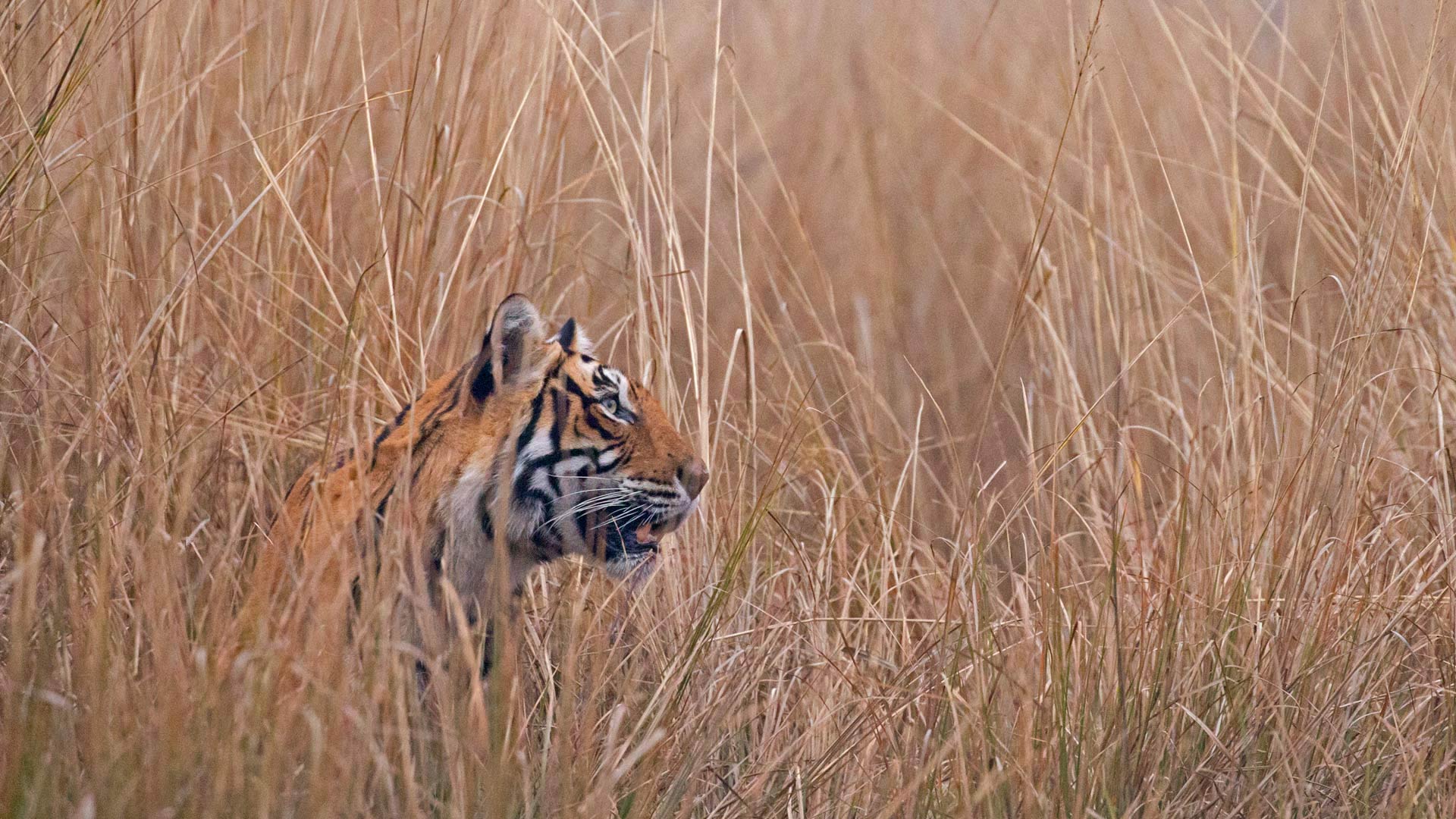 伦滕波尔国家公园中一只名叫‘Krishna'或者‘T19’的孟加拉虎，印度 (© Andy Rouse/Minden Pictures) Bing Everyday Wallpaper 2018-07-29, F1LF8x [Bing Everyday Wall Paper 2018-07-29] url = http://www.bing.com/az/hprichbg/rb/T19Krishna_ZH-CN12651112147_1920x1080.jpg
