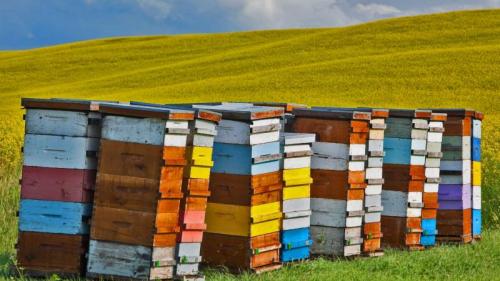 彭比纳谷的蜂箱，加拿大马尼托巴省 (© Ken Gillespie Photography/Alamy) Bing Everyday Wallpaper 2018-08-18
/tmp/UploadBetaKtIZaY [Bing Everyday Wall Paper 2018-08-18] url = http://www.bing.com/az/hprichbg/rb/CanolaBeehives_ZH-CN9545312261_1920x1080.jpg

File Size (KB): 329.13 KB
Last Modified: November 26 2021 18:35:28
