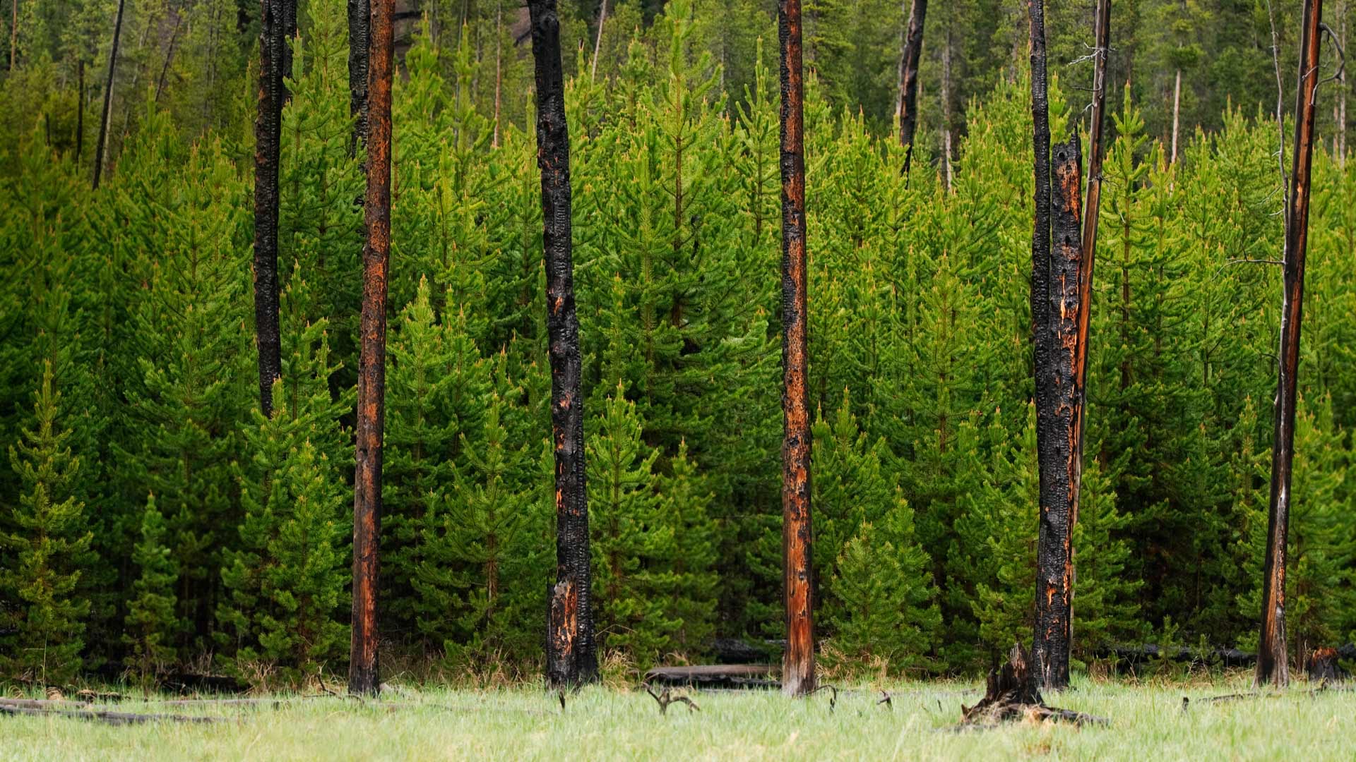 Young trees grow amid trees burned in the 1988 fire in Yellowstone National Park, Wyoming (© Austin Cronnelly/Tandem Stills + Motion) Bing Everyday Wallpaper 2018-08-21, p2a6TD [Bing Everyday Wall Paper 2018-08-21] url = http://www.bing.com/az/hprichbg/rb/BlackSaturday_EN-US13154131771_1920x1080.jpg