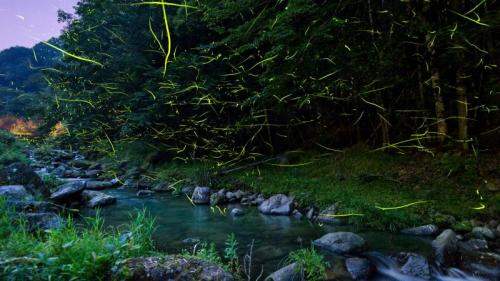 ｢ホタルの乱舞｣静岡, 松崎町 (© Tommy Tsutsui/Gettyimages) Bing Everyday Wallpaper 2018-08-23
/tmp/UploadBeta3XFspc [Bing Everyday Wall Paper 2018-08-23] url = http://www.bing.com/az/hprichbg/rb/ShizuokaHotaru_JA-JP8235950147_1920x1080.jpg

File Size (KB): 324.16 KB
Last Modified: November 26 2021 18:35:28
