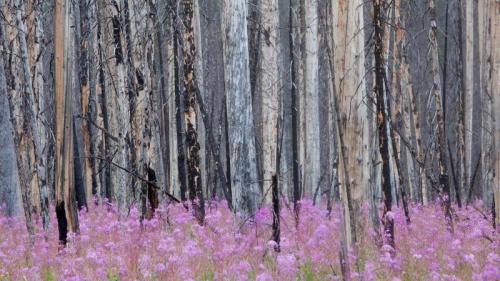 Burnt forest with fireweed in Banff National Park, Alberta, Canada (© ImagineGolf/Getty Images) Bing Everyday Wallpaper 2018-08-28
/tmp/UploadBetawrUlJx [Bing Everyday Wall Paper 2018-08-28] url = http://www.bing.com/az/hprichbg/rb/FireweedForest_ROW12815088450_1920x1080.jpg

File Size (KB): 329.83 KB
Last Modified: November 26 2021 18:35:25
