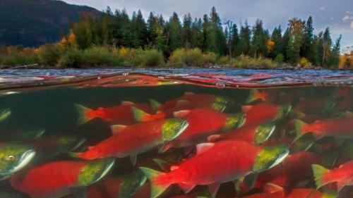 亚当斯河里的红鲑鱼，加拿大不列颠哥伦比亚省 (© Yva Momatiuk and John Eastcott/Minden Pictures) Bing Everyday Wallpaper 2018-09-05
/tmp/UploadBetaMeiiuW [Bing Everyday Wall Paper 2018-09-05] url = http://www.bing.com/az/hprichbg/rb/SockeyeReturns_ZH-CN9894542410_1920x1080.jpg

File Size (KB): 332.87 KB
Last Modified: November 26 2021 18:35:47
