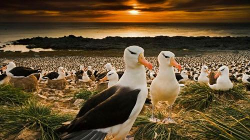 回到福克兰群岛的黑眉信天翁 (© Cultura RM/Alamy) Bing Everyday Wallpaper 2018-09-12
/tmp/UploadBetajsXfPx [Bing Everyday Wall Paper 2018-09-12] url = http://www.bing.com/az/hprichbg/rb/BlackBrowed_ZH-CN11903207028_1920x1080.jpg

File Size (KB): 330.93 KB
Last Modified: November 26 2021 18:35:45
