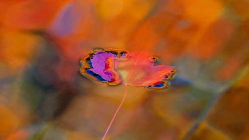 彩色池里的红色枫叶，加拿大魁北克省 (© Gilles Delisle/Jaynes Gallery/DanitaDelimont.com) Bing Everyday Wallpaper 2018-09-17
/tmp/UploadBetagFUFMi [Bing Everyday Wall Paper 2018-09-17] url = http://www.bing.com/az/hprichbg/rb/RedMapleQue_ZH-CN8685756305_1920x1080.jpg

File Size (KB): 321.4 KB
Last Modified: November 26 2021 18:35:45
