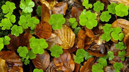 Wood sorrel and leaves on forest floor, Haute-Loire, France (© Philippe Bousseaud/Minden Pictures) Bing Everyday Wallpaper 2018-10-02
/tmp/UploadBetak5cN3a [Bing Everyday Wall Paper 2018-10-02] url = http://www.bing.com/az/hprichbg/rb/WoodsorrelLeaves_ROW11923085880_1920x1080.jpg

File Size (KB): 330.35 KB
Last Modified: November 26 2021 18:35:30
