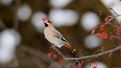 Bohemian waxwing feeding on crab apples, Sudbury, Ontario, Canada (© Don Johnston/Getty Images) Bing Everyday Wallpaper 2018-10-12
/tmp/UploadBetaJbZMao [Bing Everyday Wall Paper 2018-10-12] url = http://www.bing.com/az/hprichbg/rb/OntarioWaxwing_ROW11868493299_1920x1080.jpg

File Size (KB): 326.83 KB
Last Modified: November 26 2021 18:35:31
