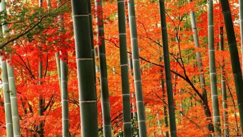 Bamboo forest and fall foliage in Arashiyama Park, Kyoto, Japan (© Chad Ehlers/Aurora Photos) Bing Everyday Wallpaper 2018-10-13
/tmp/UploadBetaSV7HoU [Bing Everyday Wall Paper 2018-10-13] url = http://www.bing.com/az/hprichbg/rb/RedBamboo_ROW9971823581_1920x1080.jpg

File Size (KB): 253.26 KB
Last Modified: November 26 2021 18:35:31
