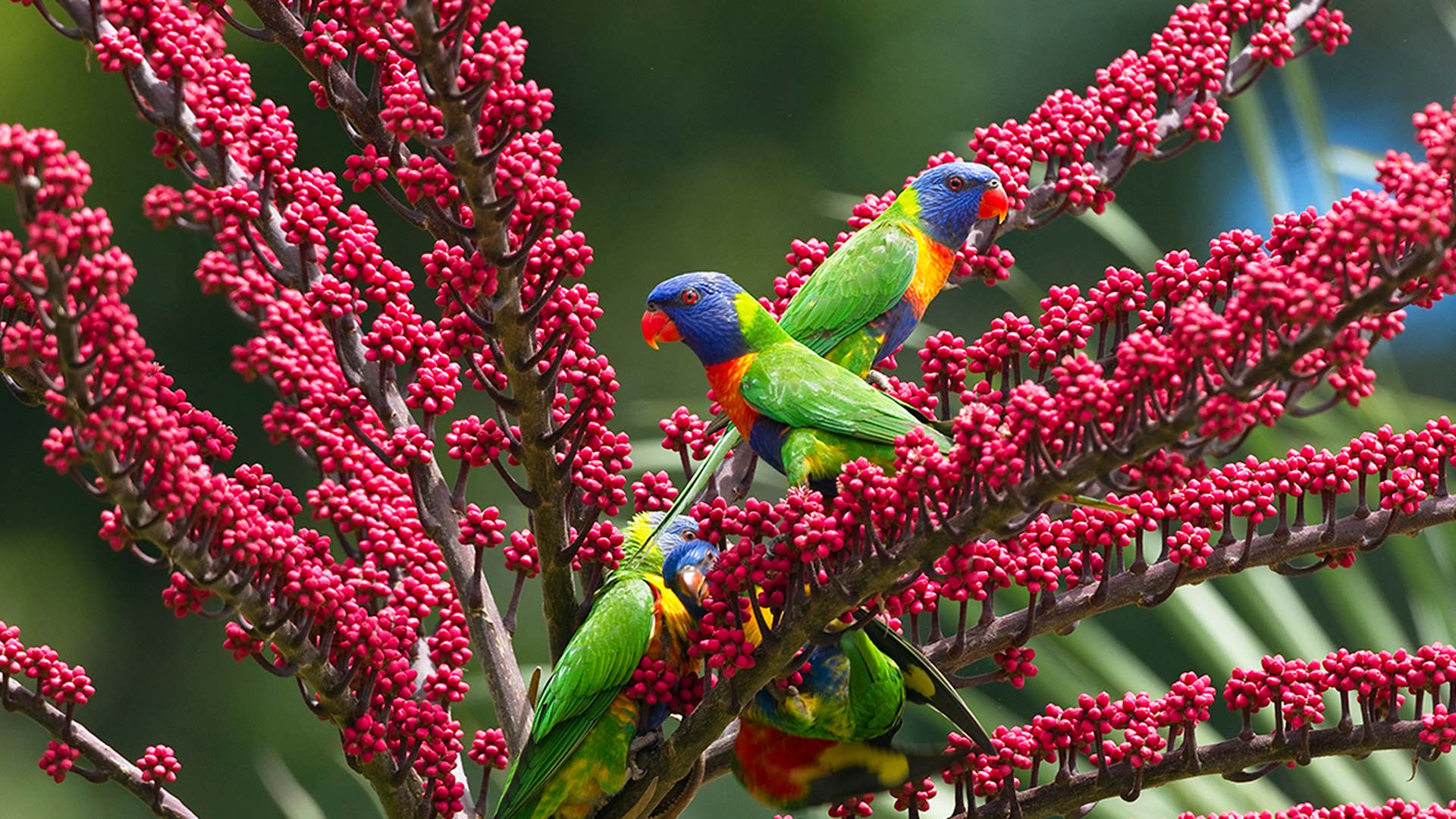Rainbow lorikeets in umbrella tree, Atherton Tableland, Queensland, Australia (© Konrad Wothe/Minden Pictures) Bing Everyday Wallpaper 2018-10-14, r3X2WY [Bing Everyday Wall Paper 2018-10-14] url = http://www.bing.com/az/hprichbg/rb/RainbowLorikeetsUmbrellaTree_ROW13691404855_1920x1080.jpg