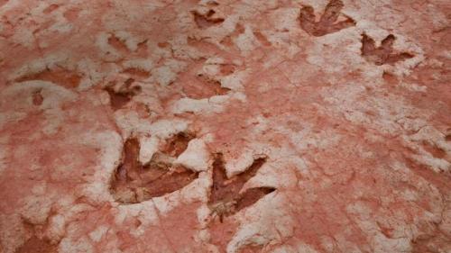 Dinosaur tracks from the Jurassic Period found near Tuba City, Arizona, in the Navajo Nation (© wanderluster/Getty Images) Bing Everyday Wallpaper 2018-10-18
/tmp/UploadBetaS1S7Xy [Bing Everyday Wall Paper 2018-10-18] url = http://www.bing.com/az/hprichbg/rb/AZDino_EN-US8671766086_1920x1080.jpg

File Size (KB): 329.27 KB
Last Modified: November 26 2021 18:35:36
