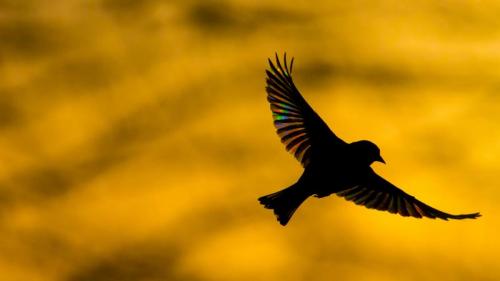 A greenfinch flying at dawn in Monmouthshire, Wales (© Phil Savoie/Minden Pictures) Bing Everyday Wallpaper 2018-10-23
/tmp/UploadBeta0jTWCV [Bing Everyday Wall Paper 2018-10-23] url = http://www.bing.com/az/hprichbg/rb/EuropeanGreenfinch_EN-GB10540276513_1920x1080.jpg

File Size (KB): 318.26 KB
Last Modified: November 26 2021 18:35:35
