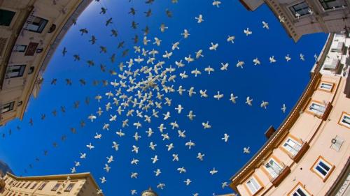大教堂广场上方的白鸽装置艺术，意大利阿马尔菲 (© LatitudeStock – TTL/Getty Images) Bing Everyday Wallpaper 2018-10-24
/tmp/UploadBetaLPt3p8 [Bing Everyday Wall Paper 2018-10-24] url = http://www.bing.com/az/hprichbg/rb/DovesPiazza_ZH-CN11204937806_1920x1080.jpg

File Size (KB): 305.9 KB
Last Modified: November 26 2021 18:35:30
