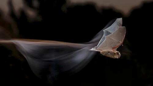 Common pipistrelle bat for Bat Appreciation Month (© Mario Cea Sanchez/Minden Pictures) Bing Everyday Wallpaper 2018-10-27
/tmp/UploadBetasv7IdM [Bing Everyday Wall Paper 2018-10-27] url = http://www.bing.com/az/hprichbg/rb/CommonPipistrelle_EN-GB7421359791_1920x1080.jpg

File Size (KB): 122.94 KB
Last Modified: November 26 2021 18:35:35
