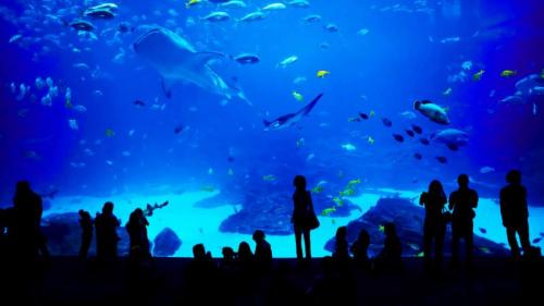 Das Georgia Aquarium in Atlanta, Georgia, USA (© novikat/Getty Images) Bing Everyday Wallpaper 2018-11-11
/tmp/UploadBetaguGpi6 [Bing Everyday Wall Paper 2018-11-11] url = http://www.bing.com/az/hprichbg/rb/GeorgiaAquarium_DE-DE12896401074_1920x1080.jpg

File Size (KB): 225.77 KB
Last Modified: November 26 2021 18:35:41
