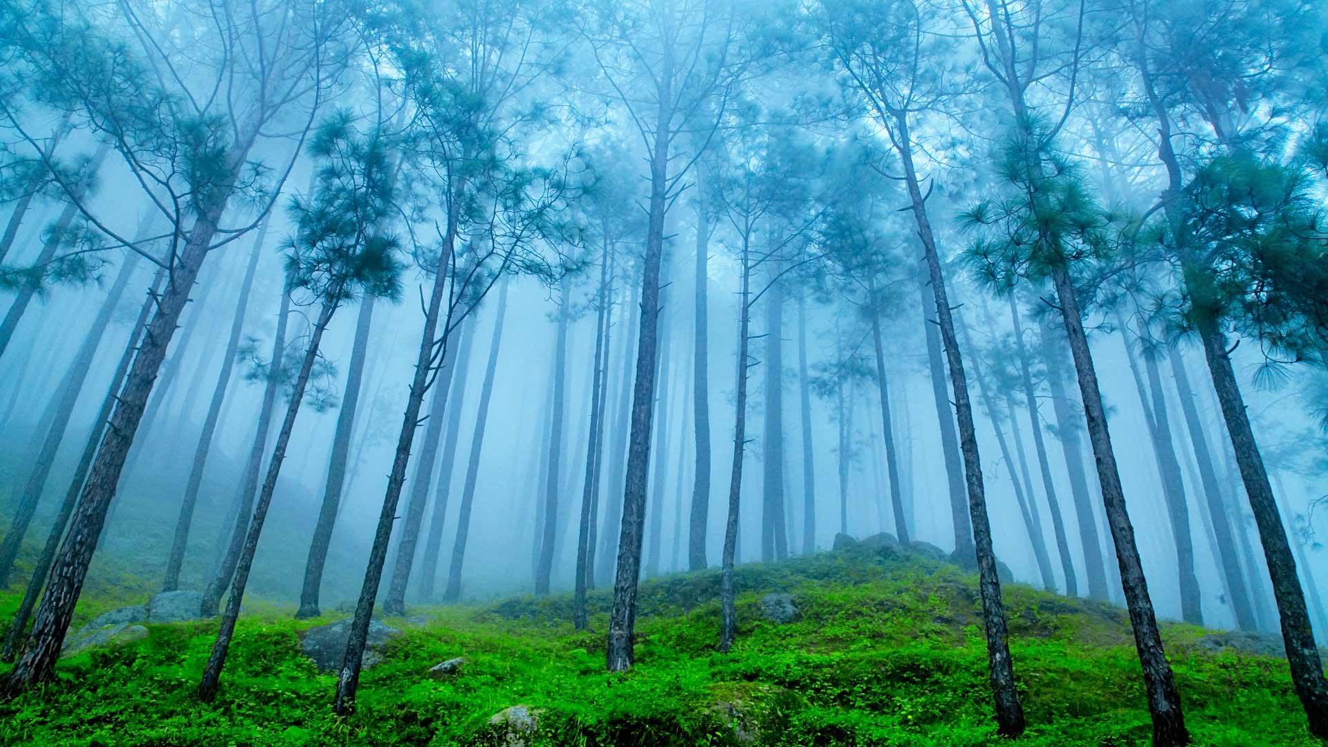 Pine forest in the Himalaya Range, Almora, Ranikhet, India (© ImagesofIndia/Shutterstock) Bing Everyday Wallpaper 2018-11-12, tiDLyY [Bing Everyday Wall Paper 2018-11-12] url = http://www.bing.com/az/hprichbg/rb/UttarakhandPines_ROW12821950602_1920x1080.jpg