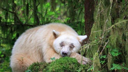 A sleeping Kermode bear in British Columbia, Canada (© John E Marriott/SuperStock) Bing Everyday Wallpaper 2018-11-14
/tmp/UploadBetarwaOSe [Bing Everyday Wall Paper 2018-11-14] url = http://www.bing.com/az/hprichbg/rb/SpiritBearSleeps_EN-US7883048709_1920x1080.jpg

File Size (KB): 327.77 KB
Last Modified: November 26 2021 18:35:39
