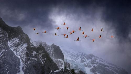 在百内国家公园上空飞翔的智利红鹳，智利 (© Ben Hall/Minden Pictures) Bing Everyday Wallpaper 2018-11-20
/tmp/UploadBetaAbIJwI [Bing Everyday Wall Paper 2018-11-20] url = http://www.bing.com/az/hprichbg/rb/TDPflamingos_ZH-CN9958639267_1920x1080.jpg

File Size (KB): 315.89 KB
Last Modified: November 26 2021 18:35:42
