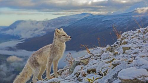北极狐，挪威多夫勒山 (© Andy Trowbridge/Minden Pictures) Bing Everyday Wallpaper 2018-11-27
/tmp/UploadBetaatjH2q [Bing Everyday Wall Paper 2018-11-27] url = http://www.bing.com/az/hprichbg/rb/FoxMolt_ZH-CN7917304192_1920x1080.jpg

File Size (KB): 328.81 KB
Last Modified: November 26 2021 18:35:42
