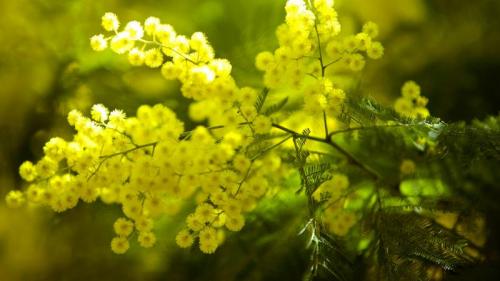 Mimosa flowers on the Tanneron Massive, France (© MOIRENC Camille/hemis.fr/Getty Images) Bing Everyday Wallpaper 2018-11-27
/tmp/UploadBetaMmB9vm [Bing Everyday Wall Paper 2018-11-27] url = http://www.bing.com/az/hprichbg/rb/MimosaSainteCatherineDay_ROW13336952399_1920x1080.jpg

File Size (KB): 323.46 KB
Last Modified: November 26 2021 18:35:42
