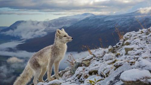 An Arctic fox in Dovrefjell, Norway (© Andy Trowbridge/Minden Pictures) Bing Everyday Wallpaper 2018-11-27
/tmp/UploadBetaGZg8ED [Bing Everyday Wall Paper 2018-11-27] url = http://www.bing.com/az/hprichbg/rb/FoxMolt_EN-GB11584363178_1920x1080.jpg

File Size (KB): 327.06 KB
Last Modified: November 26 2021 18:35:42
