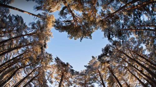 A heart-shaped opening in a canopy of Scots pines to celebrate National Tree Week (© Mark Hamblin/2020VISION/Minden Pictures) Bing Everyday Wallpaper 2018-11-28
/tmp/UploadBetaDNLzTk [Bing Everyday Wall Paper 2018-11-28] url = http://www.bing.com/az/hprichbg/rb/HeartTrees_EN-GB10513811588_1920x1080.jpg

File Size (KB): 318.2 KB
Last Modified: November 26 2021 18:35:39
