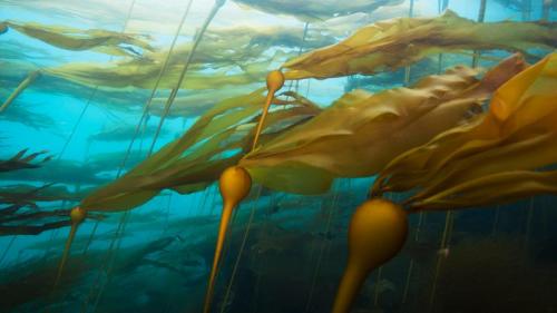 A bull kelp forest in a strong current at Hussar Point, Browning Pass, British Columbia, Canada (© Mauricio Handler/Getty Images) Bing Everyday Wallpaper 2018-12-04
/tmp/UploadBetaR6sgk2 [Bing Everyday Wall Paper 2018-12-04] url = http://www.bing.com/az/hprichbg/rb/HussarPoint_ROW8654856850_1920x1080.jpg

File Size (KB): 330.01 KB
Last Modified: November 26 2021 18:34:46
