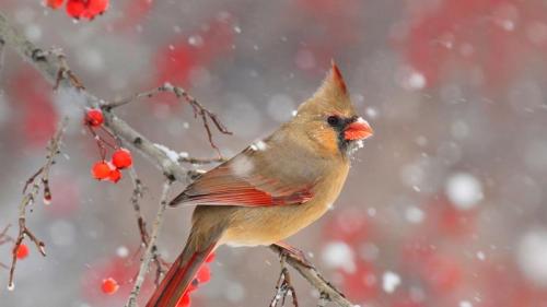 一只雌性北美红雀 (© Matthew Studebaker/Minden Pictures) Bing Everyday Wallpaper 2018-12-14
/tmp/UploadBetajhnAXB [Bing Everyday Wall Paper 2018-12-14] url = http://www.bing.com/az/hprichbg/rb/CardinalBerries_ZH-CN12579098505_1920x1080.jpg

File Size (KB): 273.47 KB
Last Modified: November 26 2021 18:34:49
