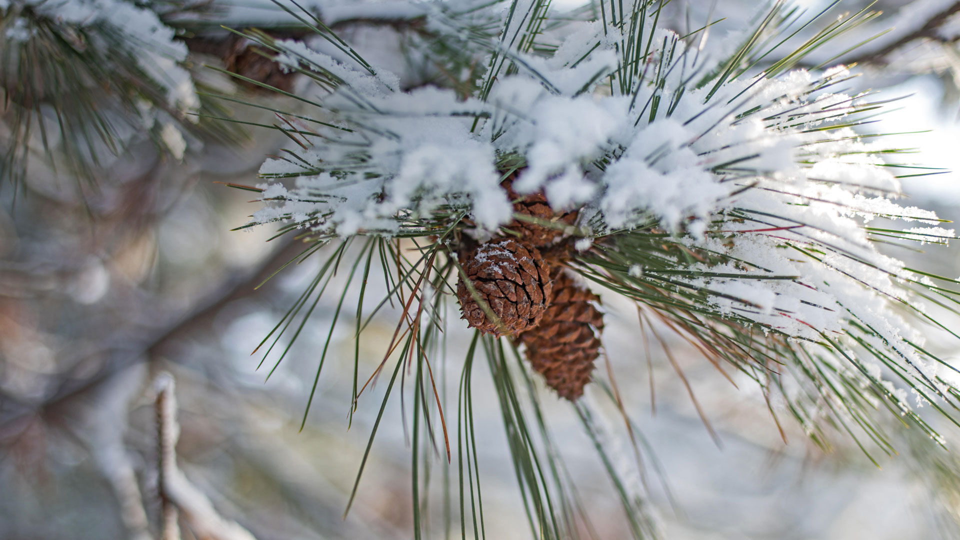 Fresh fallen snow on pine tree (© divineviewphotography/Alamy) Bing Everyday Wallpaper 2018-12-26, mIgZ3U [Bing Everyday Wall Paper 2018-12-26] url = http://www.bing.com/az/hprichbg/rb/PineBough_ROW6233127332_1920x1080.jpg