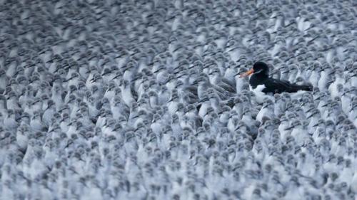 A Eurasian oystercatcher among a flock of roosting knots in Snettisham, Norfolk (© Paul Sawer/Minden Pictures) Bing Everyday Wallpaper 2018-12-28
/tmp/UploadBetaLM14ev [Bing Everyday Wall Paper 2018-12-28] url = http://www.bing.com/az/hprichbg/rb/EurasianOystercatcher_EN-GB8634807718_1920x1080.jpg

File Size (KB): 308.39 KB
Last Modified: November 26 2021 18:34:49
