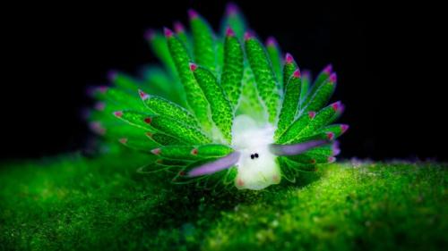 巴厘岛海域的一只海蛞蝓 (© Media Drum World/Alamy) Bing Everyday Wallpaper 2018-12-30
/tmp/UploadBetaHYDRo6 [Bing Everyday Wall Paper 2018-12-30] url = http://www.bing.com/az/hprichbg/rb/Shaun_ZH-CN1664802755_1920x1080.jpg

File Size (KB): 275.89 KB
Last Modified: November 26 2021 18:34:49

