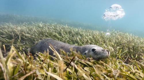 Australian sea lion (Neophoca cinerea) lying on a bed of sea grass in Carnac Island, Western Australia (© Tony Wu/Minden Pictures) Bing Everyday Wallpaper 2019-01-03
/tmp/UploadBetataEGCQ [Bing Everyday Wall Paper 2019-01-03] url = http://www.bing.com/az/hprichbg/rb/AustralianSeaLionCarnac_EN-AU6373659966_1920x1080.jpg

File Size (KB): 324.4 KB
Last Modified: November 26 2021 18:38:22
